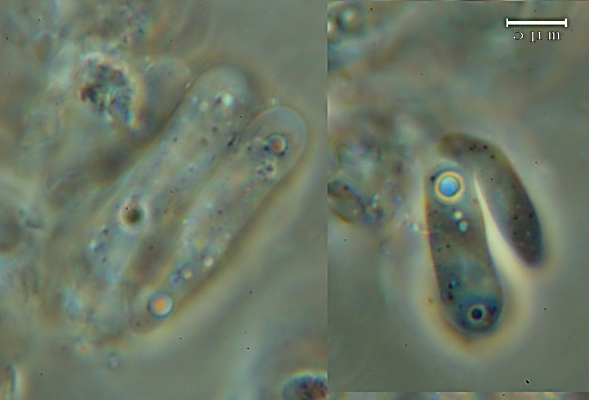 Crosta biancastra - foto 1691 (Porotheleum fimbriatum)